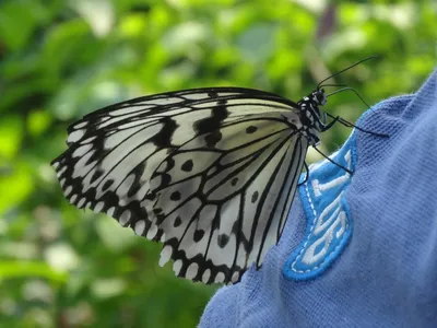 Фотка белых бабочек в формате PNG с прозрачностью и максимальным качеством для загрузки на сайт