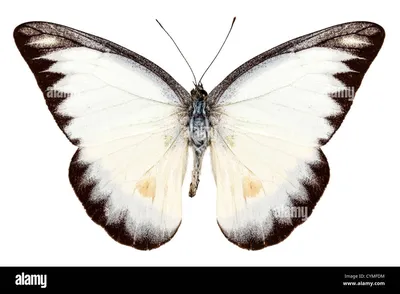 Картинка белых бабочек в формате WebP с максимальным разрешением и высоким качеством для скачивания