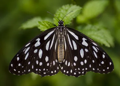 Фото белых бабочек в формате JPG с оптимальным сжатием, качеством и подписью для быстрой загрузки на сайт