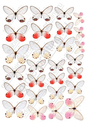 Изображение бабочек в формате JPG