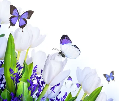 Фотография белых бабочек в формате WebP высокого качества, максимальным сжатием и прозрачностью для быстрой загрузки на сайт, продажи и печати