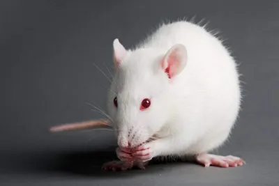 Белые крысы - Маленький размер - JPG