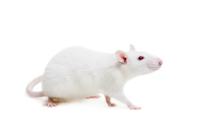Белые крысы фотографии