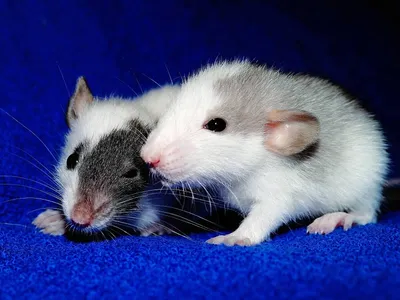 Фотка белых крыс с зелеными глазками - WebP