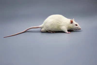 Белые крысы в детском промо-материале - JPG