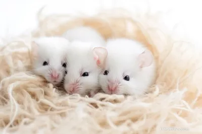 Фотка белых крыс с ярким фоном - WebP