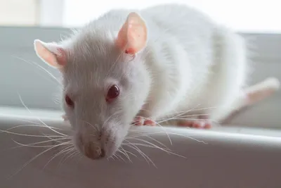 Изображение белых крыс с прическами и аксессуарами - PNG