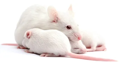 Картинка белых крыс в стиле старинной фотографии - JPG