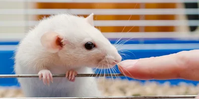 Фотка белых крыс с ретро-фильтром - WebP