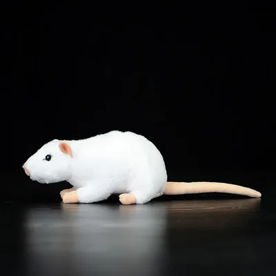 Белые крысы в природном окружении - JPG
