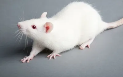 Картинка белых крыс в декоративных корзинах - JPG
