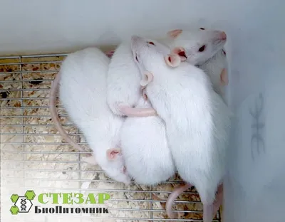 Фотка белых крыс с эффектом размытости - WebP