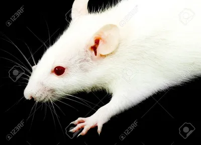 Изображение белых крыс на фоне зимнего пейзажа - PNG