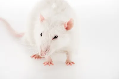 Фотка белых крыс с эффектом Instagram - WebP