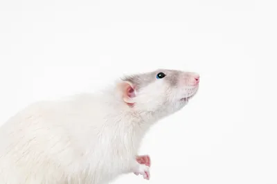 Белые крысы в лесной среде - JPG