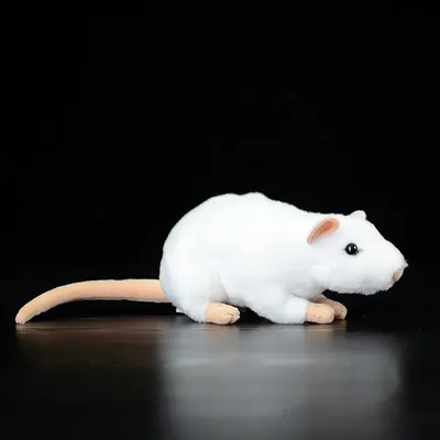 Фото белых крыс с геометрическими фигурами - WebP