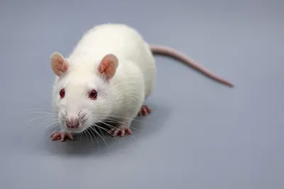 Картинка белых крыс с золотыми глазами - JPG