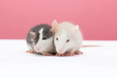 Фотография белых крыс с макияжем - PNG
