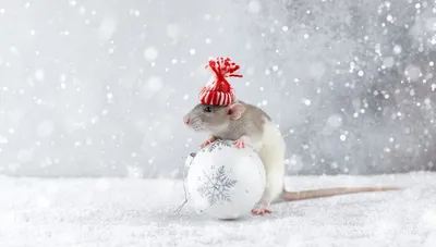 Белые крысы в роскошных интерьерах - JPG
