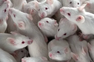 Изображение белых крыс в стиле ретро-постера - PNG