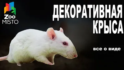 Фотка белых крыс с природными элементами - WebP