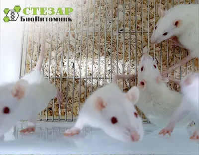 Белые крысы в фантастическом мире - JPG