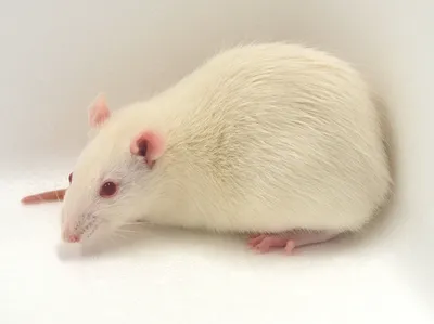 Фотка белых крыс с цветными пятнами - WebP