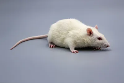 Фотка белых крыс с цветочной оправой - WebP