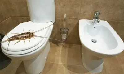 Скачать бесплатно фото белых насекомых в ванной