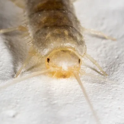 Фото белых насекомых в ванной - выбор размера и формата