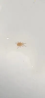 Белые насекомые в ванной - фото и скачивание