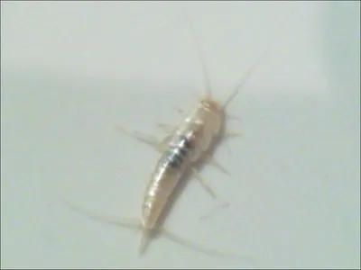 Скачать фото белых насекомых в ванной