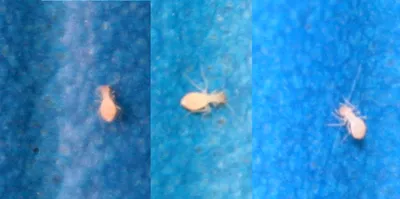 Фото белых насекомых в ванной - выбор формата скачивания