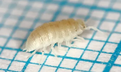 Белые насекомые в ванной - фото и скачивание в PNG