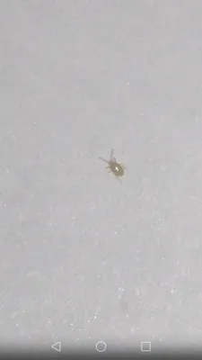 Фото белых насекомых в ванной - новое изображение
