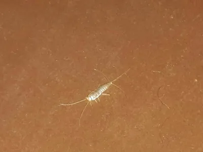 Новые фото белых насекомых в ванной