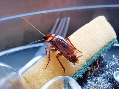 Белые насекомые в ванной - фото и скачивание в Full HD