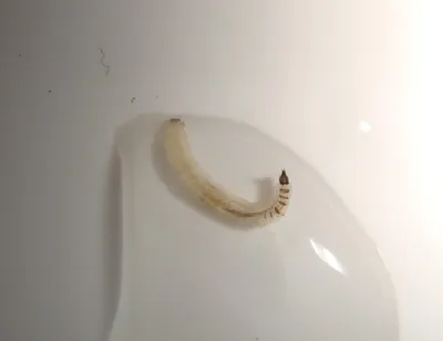 Загадочные белые насекомые в ванной: фотоотчет