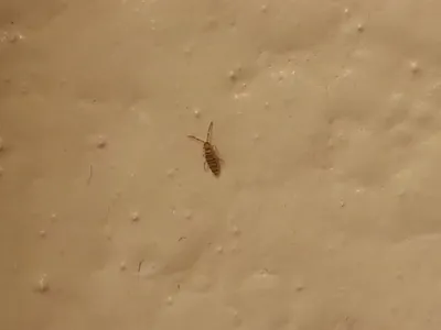 Белые насекомые в ванной: фото с удивительными деталями