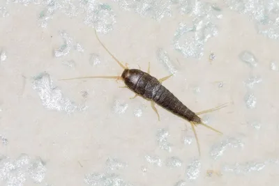Уникальные снимки белых насекомых в ванной: фотоотчет