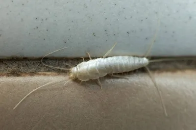 Фото белых насекомых в ванной в Full HD