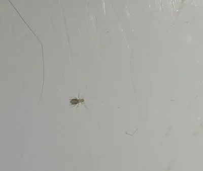 Фотографии белых насекомых в ванной: загадочное явление