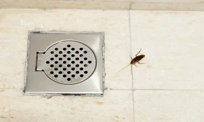 Белые насекомые в ванной: фото с удивительными деталями