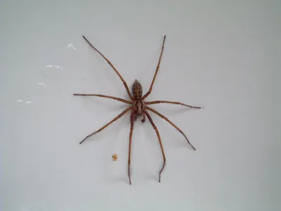 Фото белых насекомых в ванной: редкое явление