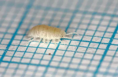 Фотографии белых насекомых в ванной: природное чудо