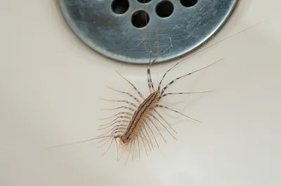 Фотографии белых насекомых в ванной: загадочное явление