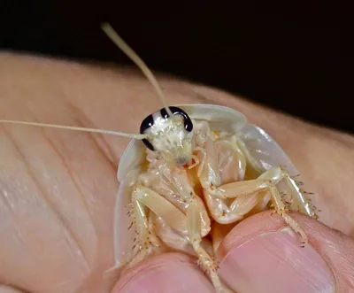 Фотографии белых насекомых в ванной: природное чудо