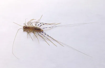 Фотография белых насекомых в ванной