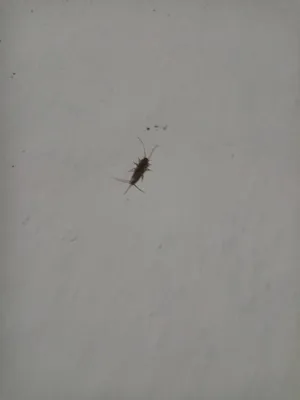 Картинка белых насекомых в ванной в формате png
