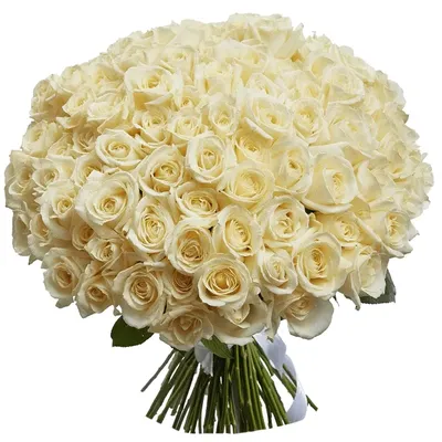 Белые розы в формате jpg в высоком разрешении